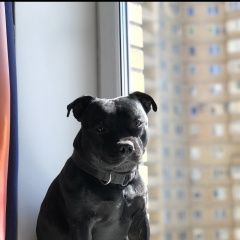 Подробнее об объявлении «Пропала собака кобель чёрный маленький стаффи Санкт-Петербург» Фото: пропала собака  «Пропала собака кобель чёрный маленький стаффи...» в г. Санкт-Петербург