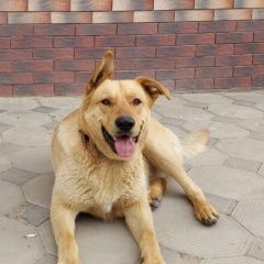 Картинка пропала собака В городе Усть-Лабинск потерялся пёсик. Усть-Лабинск
