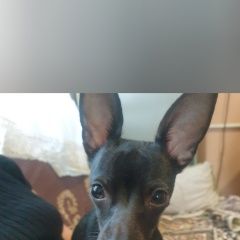 Подробнее об объявлении «Пропала собака кобель песик той терьер Новороссийск» Фото: пропала собака  «Пропала собака кобель песик той терьер...» в г. Новороссийск