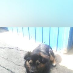 Подробнее об объявлении «Омск Пропала собака кобель» Фото: пропала собака  «Омск Пропала собака кобель» в г. Омск