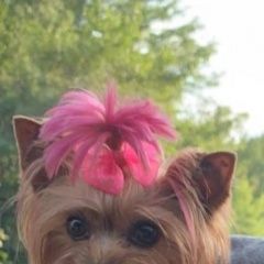 Подробнее об объявлении «Анапа Пропала собака йоркширский терьер (девочка)» Фото: пропала собака Йоркширский терьер «Анапа Пропала собака йоркширский терьер (девочка)» в г. Анапа