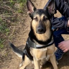 Подробнее об объявлении «Пропала собака кобель Алексеевка (Белгородская обл.)» Фото: пропала собака Немецкая овчарка «Пропала собака кобель Алексеевка (Белгородская...» в г. Алексеевка (Белгородская обл.)