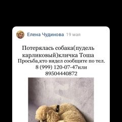 Подробнее об объявлении «Пропала собака кобель пудель Пермь» Фото: пропала собака Пудель «Пропала собака кобель пудель Пермь» в г. Пермь