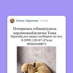 Подробнее об объявлении «Пропала собака кобель Пермь» Фото: пропала собака Пудель «Пропала собака кобель Пермь» в г. Пермь