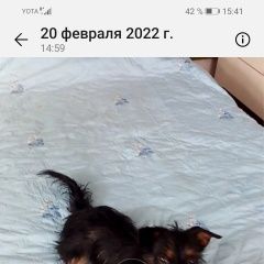 Подробнее об объявлении «Пропала собака кобель Хабаровск» Фото: пропала собака  «Пропала собака кобель Хабаровск» в г. Хабаровск