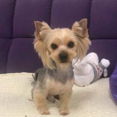 Подробнее об объявлении «Омск Пропала собака кобель йоркширский терьер» Фото: пропала собака Йоркширский терьер «Омск Пропала собака кобель йоркширский терьер» в г. Омск