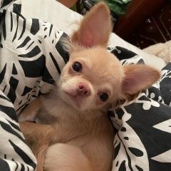 Подробнее об объявлении «Пропала собака кобель чихуахуа Санкт-Петербург» Фото: пропала собака Чихуахуа «Пропала собака кобель чихуахуа Санкт-Петербург» в г. Санкт-Петербург