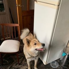 Подробнее об объявлении «Пропала собака кобель пес восточносибирская лайка Санкт-Петербург» Фото: пропала собака  «Пропала собака кобель пес восточносибирская...» в г. Санкт-Петербург