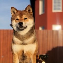 Подробнее об объявлении «Пропала собака убежала сиба-ину Санкт-Петербург» Фото: пропала собака  «Пропала собака убежала сиба-ину Санкт-Петербург» в г. Санкт-Петербург