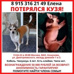 Подробнее об объявлении «Москва Пропала собака кобель sos вознаграждение» Фото: пропала собака Чихуахуа «Москва Пропала собака кобель sos вознаграждение» в г. Москва