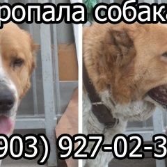 Подробнее об объявлении «Омск Пропала собака» Фото: пропала собака  «Омск Пропала собака» в г. Омск
