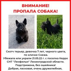 Подробнее об объявлении «Пропала собака девочка скотчтерьер Санкт-Петербург» Фото: пропала собака Скотч-терьер «Пропала собака девочка скотчтерьер Санкт-Петербург» в г. Санкт-Петербург
