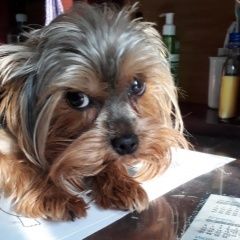 Подробнее об объявлении «Пропала собака кобель помогите Санкт-Петербург» Фото: пропала собака Йоркширский терьер «Пропала собака кобель помогите Санкт-Петербург» в г. Санкт-Петербург