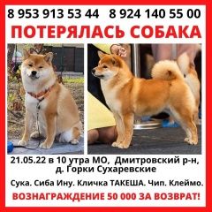 Подробнее об объявлении «Пропала собака Дмитров» Фото: пропала собака  «Пропала собака Дмитров» в г. Дмитров