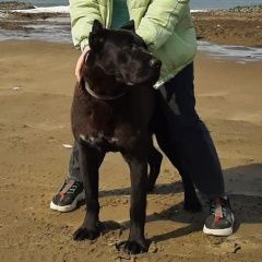 Подробнее об объявлении «Пропала собака кобель Южно-Сахалинск» Фото: пропала собака Кане-корсо «Пропала собака кобель Южно-Сахалинск» в г. Южно-Сахалинск