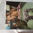 Подробнее об объявлении «Пропала собака  цвергпинче  Санкт-Петербург» Фото: пропала собака Карликовый пинчер «Пропала собака  цвергпинче  Санкт-Петербург» в г. Санкт-Петербург