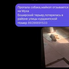 Подробнее об объявлении «Майкоп (Адыгея) Пропала собака -» Фото: пропала собака  «Майкоп (Адыгея) Пропала собака -» в г. Майкоп (Адыгея)
