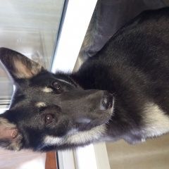 Подробнее об объявлении «Пропала собака Санкт-Петербург» Фото: пропала собака  «Пропала собака Санкт-Петербург» в г. Санкт-Петербург