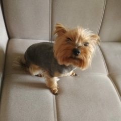 Подробнее об объявлении «Омск Пропала собака» Фото: пропала собака Йоркширский терьер «Омск Пропала собака» в г. Омск