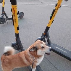 Подробнее об объявлении «Пропала собака кобель Санкт-Петербург» Фото: пропала собака  «Пропала собака кобель Санкт-Петербург» в г. Санкт-Петербург