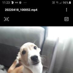 Подробнее об объявлении «Пропала собака Новороссийск» Фото: пропала собака  «Пропала собака Новороссийск» в г. Новороссийск