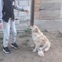 Подробнее об объявлении «Ульяновск Пропала собака» Фото: пропала собака  «Ульяновск Пропала собака» в г. Ульяновск