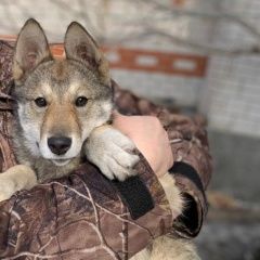 Подробнее об объявлении «Барнаул Пропала собака лайка, помогите найти, пожалуйста» Фото: пропала собака Западно-сибирская лайка «Барнаул Пропала собака лайка, помогите найти,...» в г. Барнаул