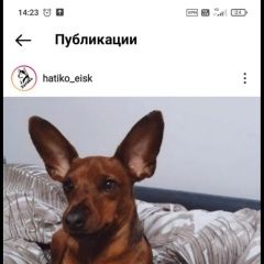 Подробнее об объявлении «Ейск Пропала собака кобель» Фото: пропала собака  «Ейск Пропала собака кобель» в г. Ейск