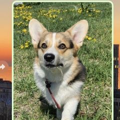 Подробнее об объявлении «Владивосток Пропала собака» Фото: пропала собака Вельш корги «Владивосток Пропала собака» в г. Владивосток