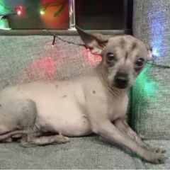 Подробнее об объявлении «Пропала собака Санкт-Петербург» Фото: пропала собака  «Пропала собака Санкт-Петербург» в г. Санкт-Петербург