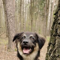 Подробнее об объявлении «Пропала собака Королев» Фото: пропала собака  «Пропала собака Королев» в г. Королев