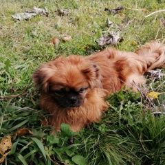 Картинка пропала собака В городе Комсомольск-на-Амуре исчез кобель. Комсомольск-на-Амуре