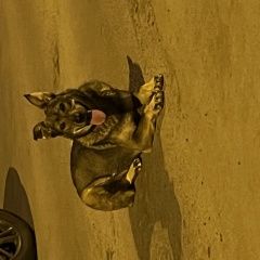 Подробнее об объявлении «Пропала собака Химки» Фото: пропала собака  «Пропала собака Химки» в г. Химки