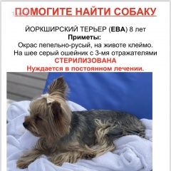 Подробнее об объявлении «Пропала собака Калуга» Фото: пропала собака Йоркширский терьер «Пропала собака Калуга» в г. Калуга