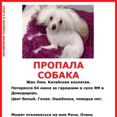 Подробнее об объявлении «Пропала собака кобель срочно Домодедово» Фото: пропала собака Китайская хохлатая собака «Пропала собака кобель срочно Домодедово» в г. Домодедово