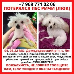 Подробнее об объявлении «Пропала собака кобель Домодедово» Фото: пропала собака Китайская хохлатая собака «Пропала собака кобель Домодедово» в г. Домодедово
