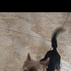 Подробнее об объявлении «Люберцы Пропала собака кобель» Фото: пропала собака Йоркширский терьер «Люберцы Пропала собака кобель» в г. Люберцы