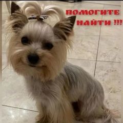 Подробнее об объявлении «Пропала собака кобель помогите найти рокки. Ростов-на-Дону» Фото: пропала собака Йоркширский терьер «Пропала собака кобель помогите найти рокки....» в г. Ростов-на-Дону