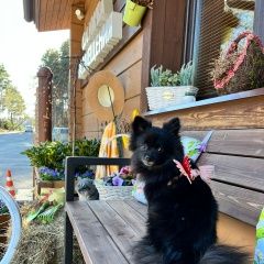 Подробнее об объявлении «Пропала собака померанец шпиц мила Санкт-Петербург» Фото: пропала собака Померанский шпиц «Пропала собака померанец шпиц мила Санкт-Петербург» в г. Санкт-Петербург