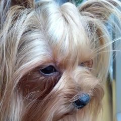 Подробнее об объявлении «Геленджик Пропала собака пропажа» Фото: пропала собака Йоркширский терьер «Геленджик Пропала собака пропажа» в г. Геленджик