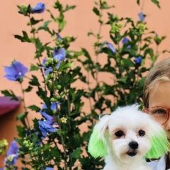 Подробнее об объявлении «Липецк Пропала собака» Фото: пропала собака Мальтийская болонка «Липецк Пропала собака» в г. Липецк