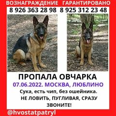 Подробнее об объявлении «Москва Пропала собака» Фото: пропала собака Немецкая овчарка «Москва Пропала собака» в г. Москва