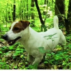 Подробнее об объявлении «Геленджик Пропала собака кобель.» Фото: пропала собака Джек рассел терьер «Геленджик Пропала собака кобель.» в г. Геленджик