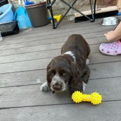 Подробнее об объявлении «Бутурлиновка Пропала собака» Фото: пропала собака Русский охотничий спаниель «Бутурлиновка Пропала собака» в г. Бутурлиновка