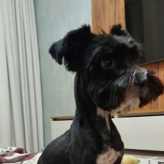 Подробнее об объявлении «Анапа Пропала собака кобель чёрный йорк, рокки» Фото: пропала собака Йоркширский терьер «Анапа Пропала собака кобель чёрный йорк, рокки» в г. Анапа