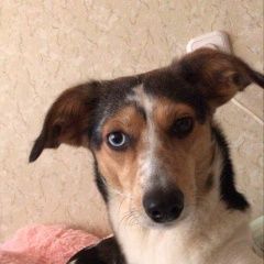 Подробнее об объявлении «Витебск Пропала собака вилли» Фото: пропала собака  «Витебск Пропала собака вилли» в г. Витебск