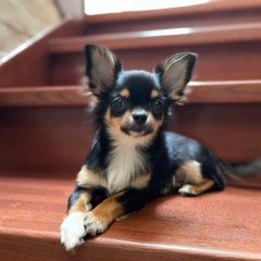 Подробнее об объявлении «Пропала собака 12 июня в 15:00 потерялась чихуахуа Королев» Фото: пропала собака Чихуахуа «Пропала собака 12 июня в 15:00 потерялась...» в г. Королев