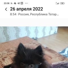 Подробнее об объявлении «Пропала собака Новороссийск» Фото: пропала собака Померанский шпиц «Пропала собака Новороссийск» в г. Новороссийск