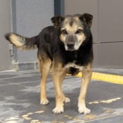 Подробнее об объявлении «Пропала собака кобель Симферополь» Фото: пропала собака  «Пропала собака кобель Симферополь» в г. Симферополь