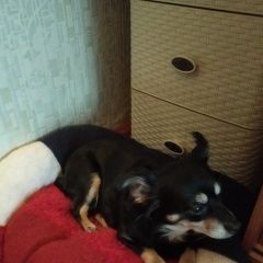 Подробнее об объявлении «Пропала собака Чебоксары» Фото: пропала собака  «Пропала собака Чебоксары» в г. Чебоксары